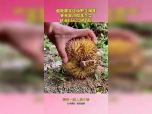 丝瓜视频榴莲菠萝视频，热门影视、热播综艺免费看