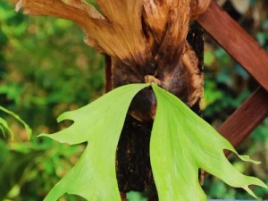 性摘花视频——保护珍稀植物，远离非法采摘