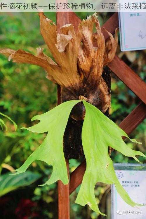 性摘花视频——保护珍稀植物，远离非法采摘